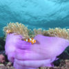 Anemone with Fish
