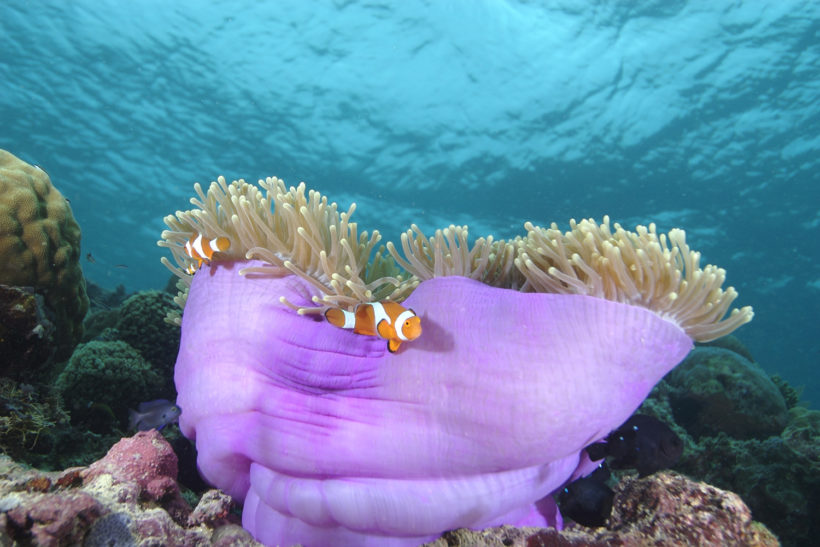 Anemone with Fish