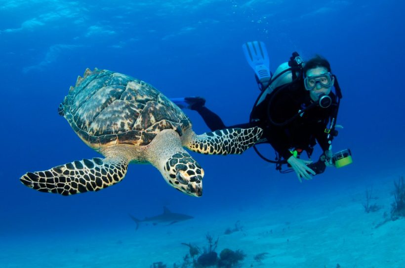 Stuart-Cove-Scuba-Diving-Bahamas-3
