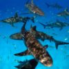 Stuart-Cove-Shark-Diving-Bahamas-7