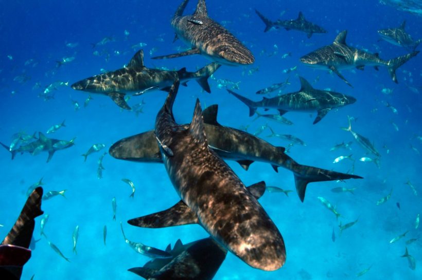 Stuart-Cove-Shark-Diving-Bahamas-7