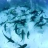 Stuart-Cove-Shark-Diving-Bahamas-8